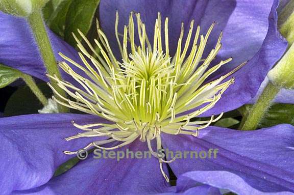 clematis 3 graphic